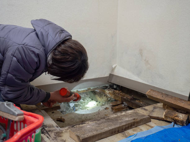 Best Water Damage & Mold Remediation  in Dentsville, SC